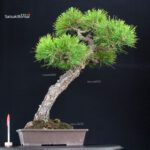 Pinus Thunbergii Kuromatsu