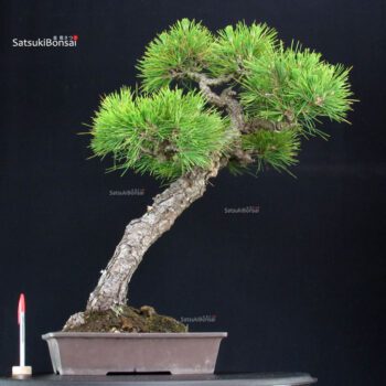 Pinus Thunbergii Kuromatsu