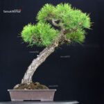 Pinus Thunbergii Kuromatsu - immagine 2