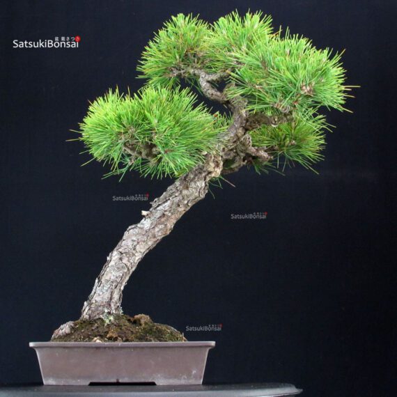 Pinus Thunbergii Kuromatsu - immagine 2