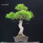 Pinus Thunbergii Kuromatsu - immagine 3