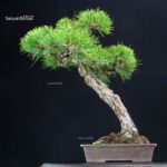 Pinus Thunbergii Kuromatsu - immagine 4