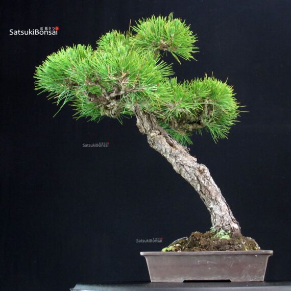 Pinus Thunbergii Kuromatsu - immagine 4