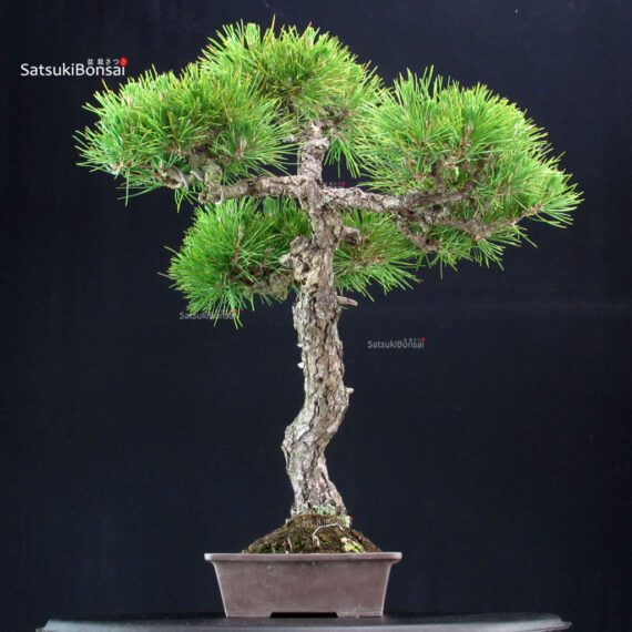 Pinus Thunbergii Kuromatsu - immagine 5