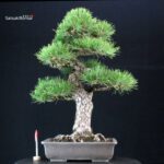 Pinus Thunbergii Kuromatsu