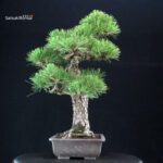 Pinus Thunbergii Kuromatsu - immagine 2