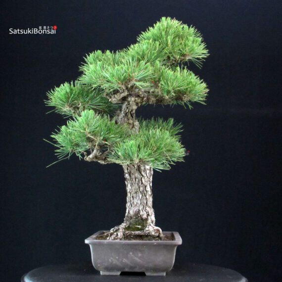 Pinus Thunbergii Kuromatsu - immagine 2
