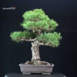 Pinus Thunbergii Kuromatsu - immagine 3