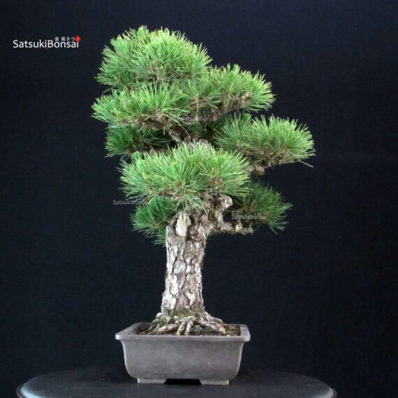 Pinus Thunbergii Kuromatsu - immagine 4