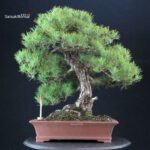 Pinus Thunbergii Kuromatsu