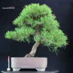 Pinus Thunbergii Kuromatsu