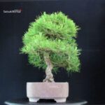 Pinus Thunbergii Kuromatsu - immagine 2