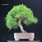 Pinus Thunbergii Kuromatsu - immagine 3