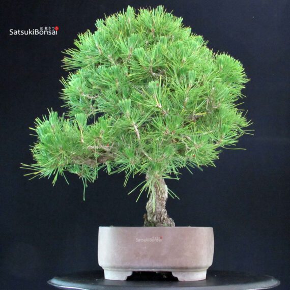 Pinus Thunbergii Kuromatsu - immagine 4