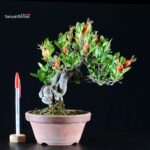 Gardenia Jasminoides