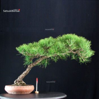 Pinus Thunbergii Kuromatsu