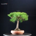 Pinus Thunbergii Kuromatsu - immagine 2