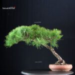 Pinus Thunbergii Kuromatsu - immagine 3