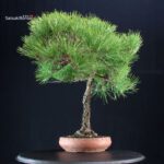 Pinus Thunbergii Kuromatsu - immagine 4