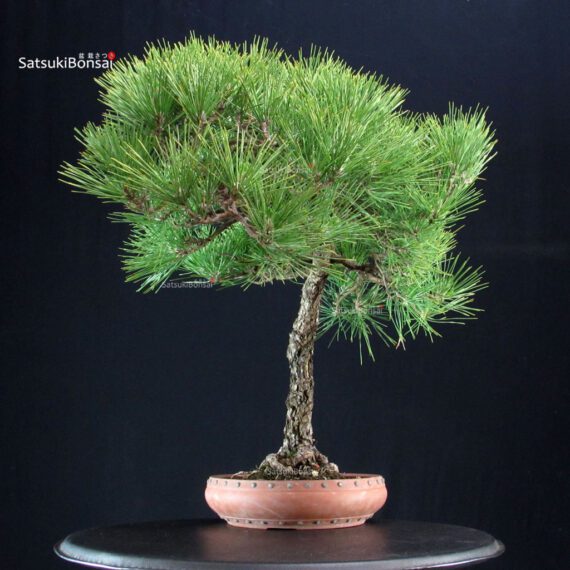 Pinus Thunbergii Kuromatsu - immagine 4