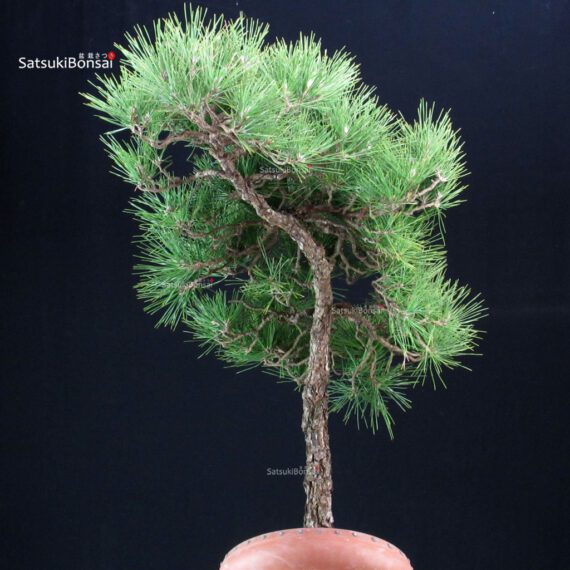 Pinus Thunbergii Kuromatsu - immagine 5
