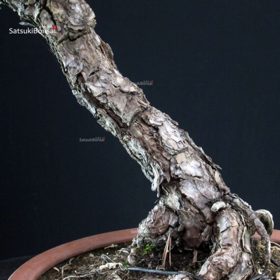 Pinus Thunbergii Kuromatsu - immagine 6