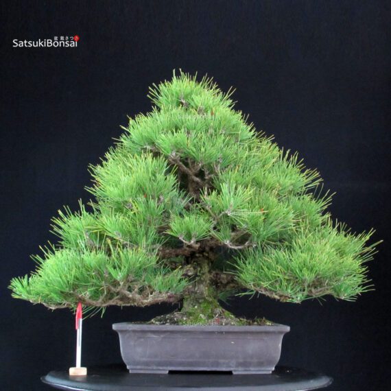 Pinus Thunbergii Kuromatsu - immagine 2