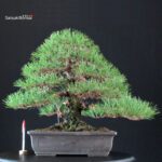 Pinus Thunbergii Kuromatsu
