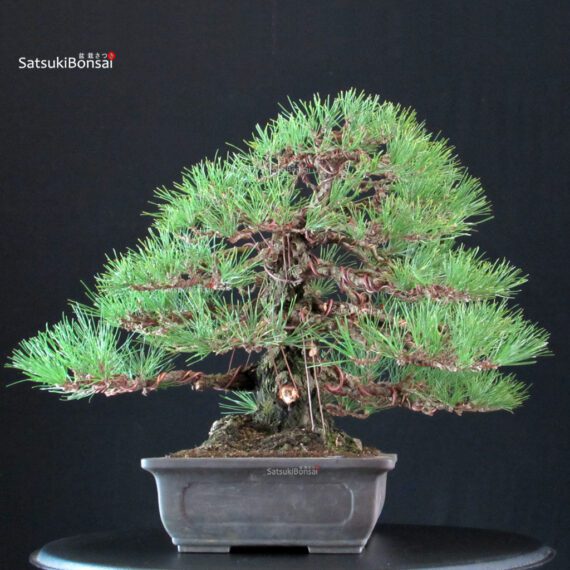 Pinus Thunbergii Kuromatsu - immagine 3
