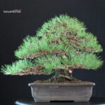 Pinus Thunbergii Kuromatsu - immagine 4