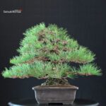 Pinus Thunbergii Kuromatsu - immagine 5