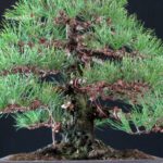 Pinus Thunbergii Kuromatsu - immagine 6