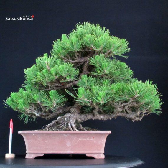 Pinus Thunbergii Kuromatsu - immagine 1