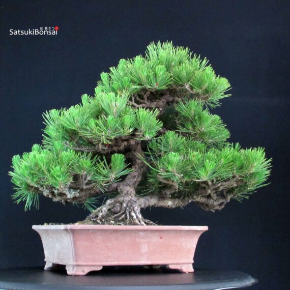 Pinus Thunbergii Kuromatsu - immagine 2