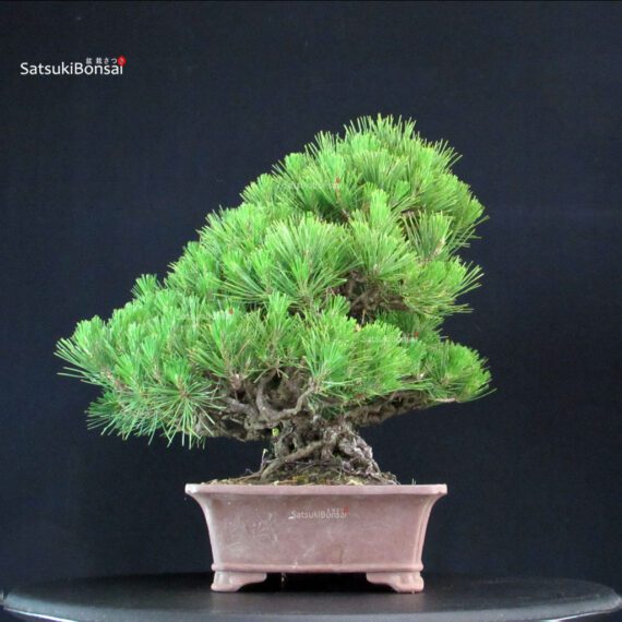 Pinus Thunbergii Kuromatsu - immagine 3
