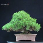 Pinus Thunbergii Kuromatsu - immagine 4