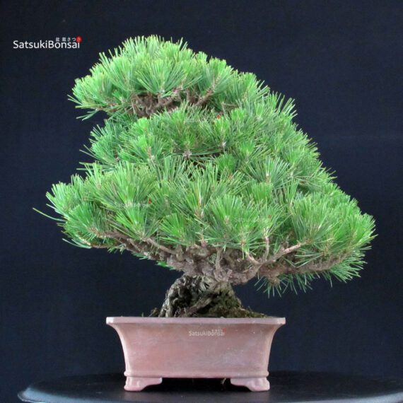 Pinus Thunbergii Kuromatsu - immagine 5