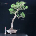 Pinus Thunbergii Kuromatsu