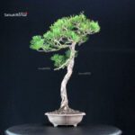 Pinus Thunbergii Kuromatsu - immagine 2