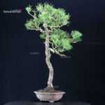 Pinus Thunbergii Kuromatsu - immagine 4