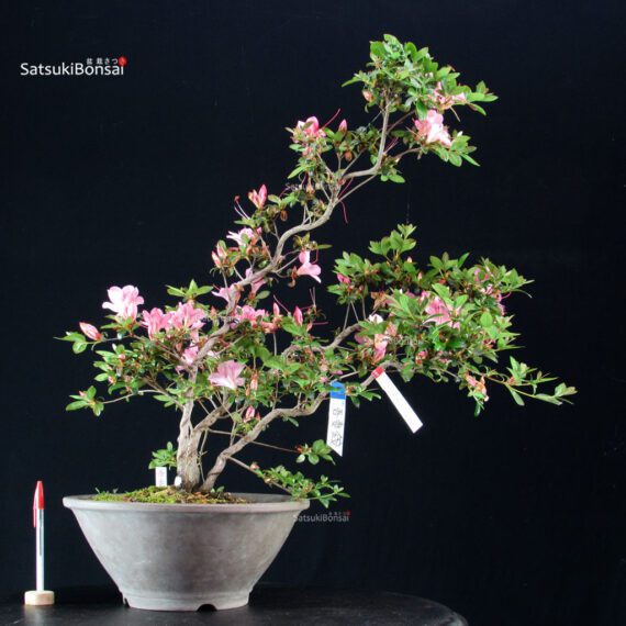 255356_1-Satsuki-azalea-Azuma-kagami Azalea Satsuki AZUMA KAGAMI - immagine 1