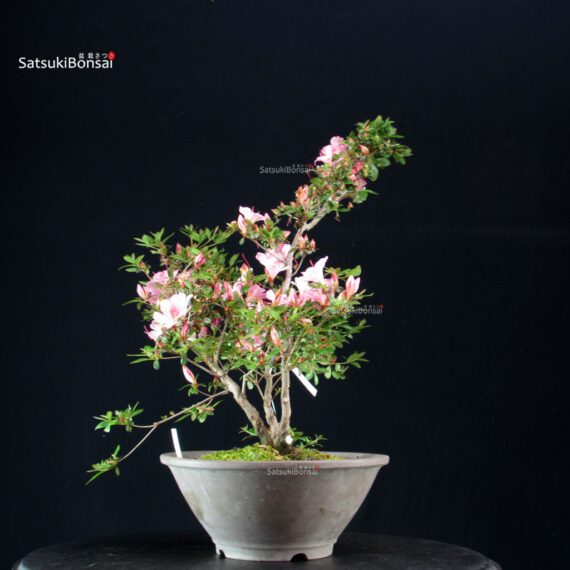 Azalea Satsuki AZUMA KAGAMI - immagine 3