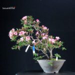 Azalea Satsuki AZUMA KAGAMI - immagine 4