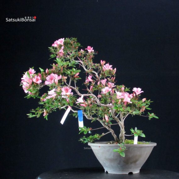 Azalea Satsuki AZUMA KAGAMI - immagine 4