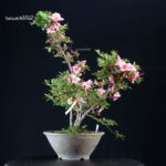 Azalea Satsuki AZUMA KAGAMI - immagine 5