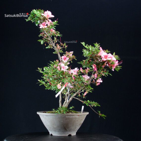 Azalea Satsuki AZUMA KAGAMI - immagine 5