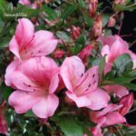 Azalea Satsuki AZUMA KAGAMI - immagine 2