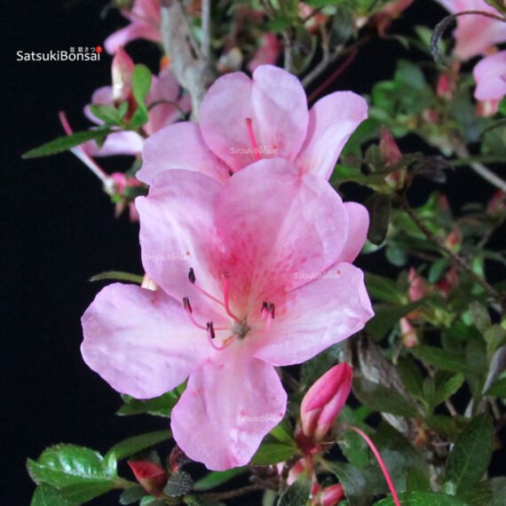 Azalea Satsuki AZUMA KAGAMI - immagine 6