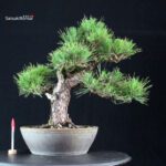 Pinus Thunbergii Kuromatsu