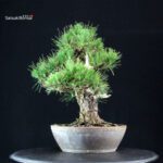 Pinus Thunbergii Kuromatsu - immagine 2